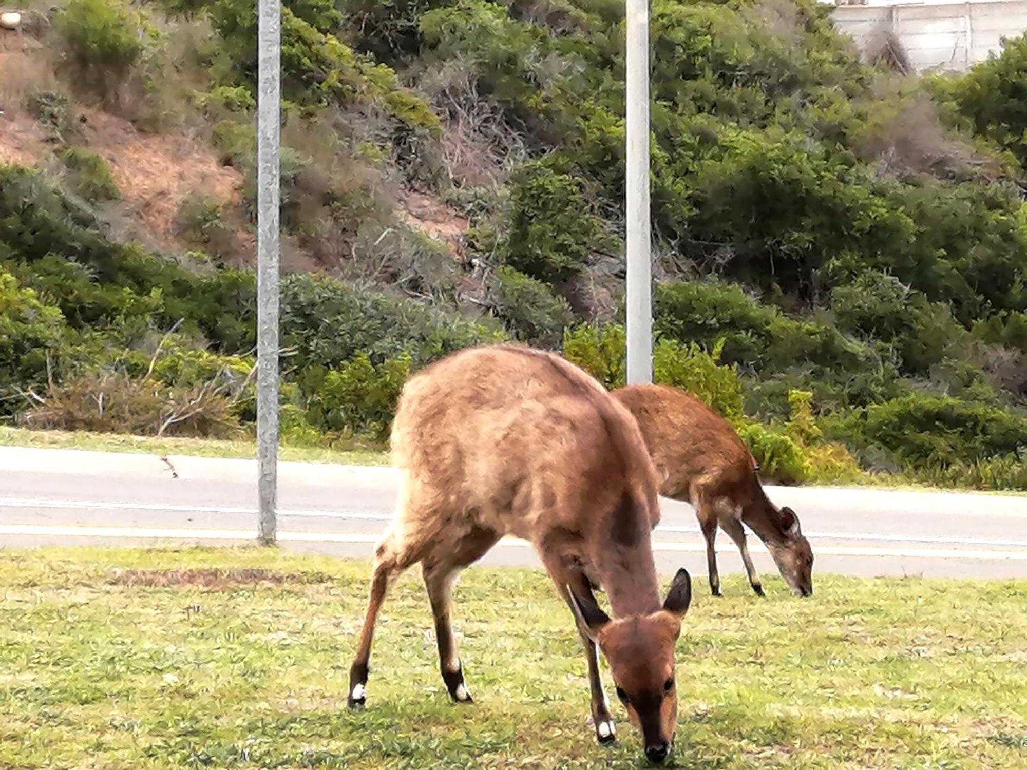 Jojo'S Bnb Mosselbaai Buitenkant foto